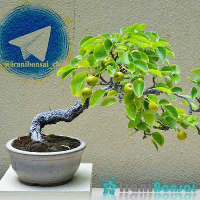 کانال فروشگاه بونسای
