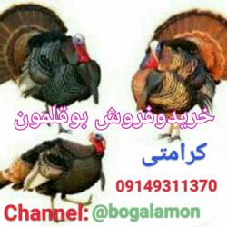 کانال بوقلمون