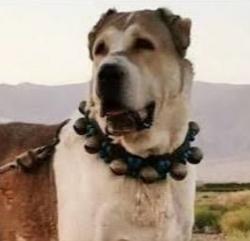 کانال روبیکا سگ