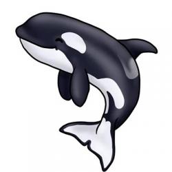 استیکر دلفین